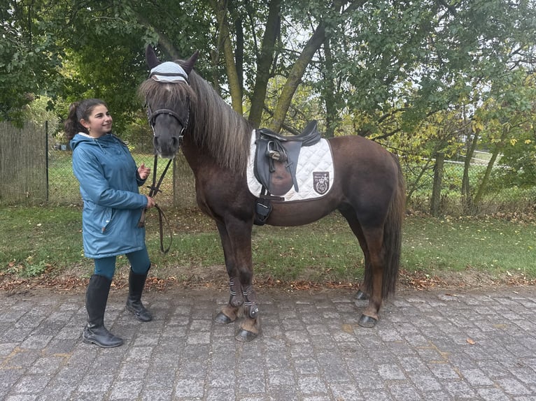 Poni alemán Mestizo Caballo castrado 10 años Alazán-tostado in Freyburg