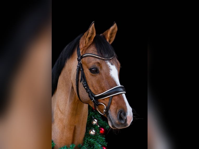 Poni alemán Caballo castrado 10 años in Mahlstedt