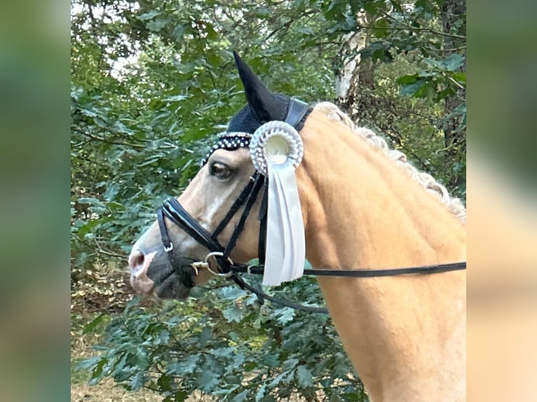 Poni alemán Caballo castrado 10 años in Mahlstedt