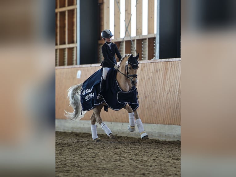 Poni alemán Caballo castrado 10 años in Mahlstedt