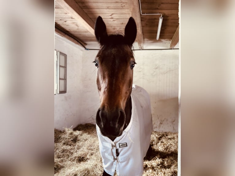 Poni alemán Caballo castrado 10 años Castaño in Baldham