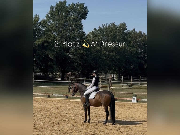 Poni alemán Caballo castrado 10 años Castaño in Baldham