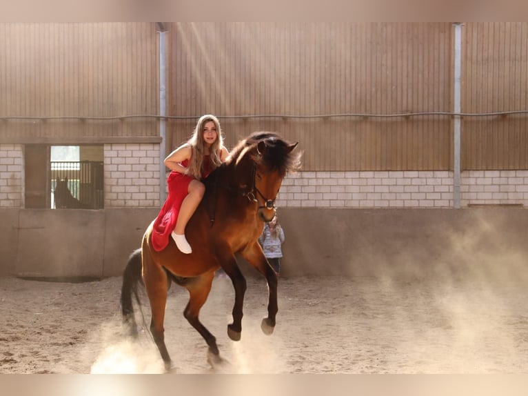 Poni alemán Caballo castrado 10 años Castaño in Barnstorf