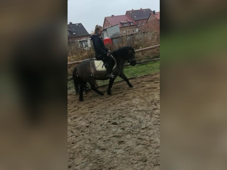 Poni alemán Mestizo Caballo castrado 11 años 125 cm in Beetzendorf