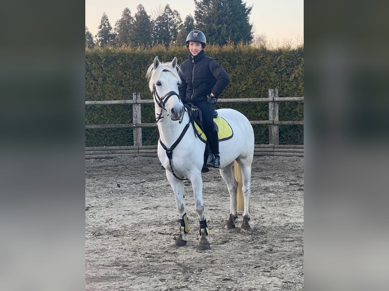 Poni alemán Caballo castrado 11 años 137 cm  in GROTE-BROGEL