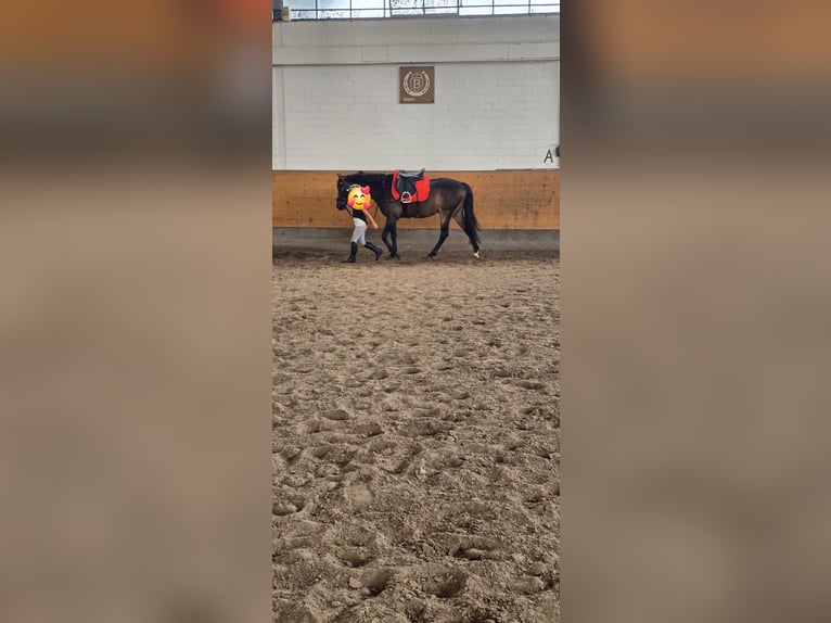 Poni alemán Caballo castrado 11 años 137 cm Castaño oscuro in Köln