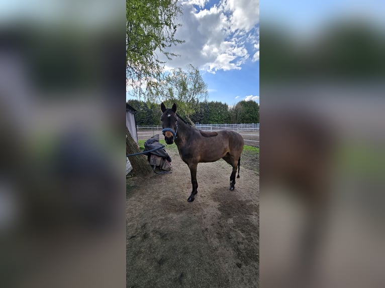 Poni alemán Caballo castrado 11 años 137 cm Castaño oscuro in Köln