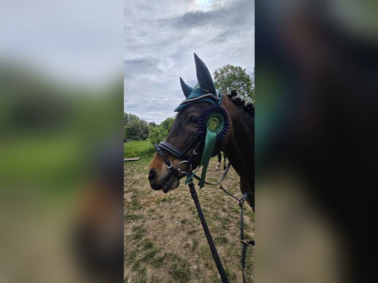 Poni alemán Caballo castrado 11 años 137 cm Castaño oscuro in Köln