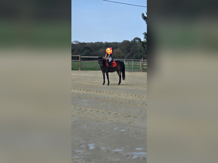 Poni alemán Caballo castrado 11 años 137 cm Castaño oscuro in Köln