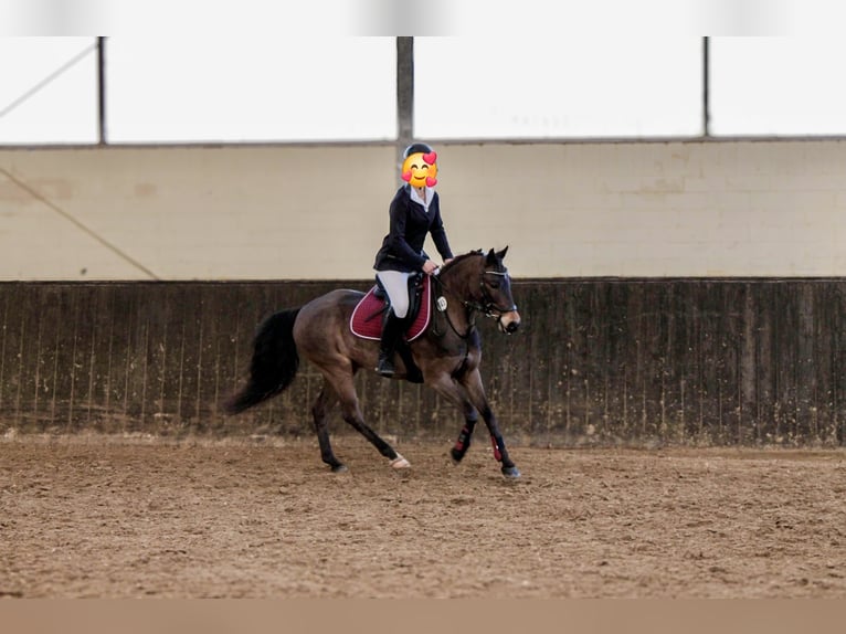 Poni alemán Caballo castrado 11 años 137 cm Castaño oscuro in Köln
