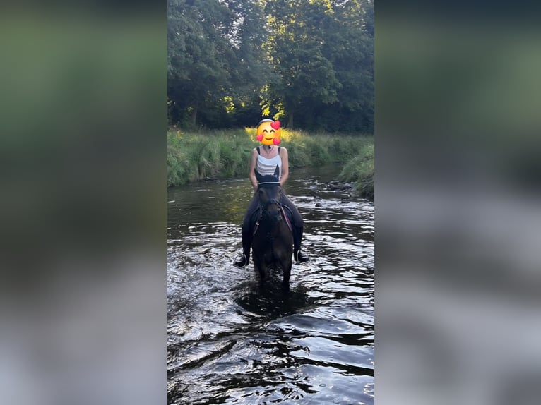 Poni alemán Caballo castrado 11 años 137 cm Castaño oscuro in Köln