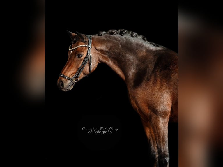 Poni alemán Caballo castrado 11 años 140 cm Castaño oscuro in Herrenberg