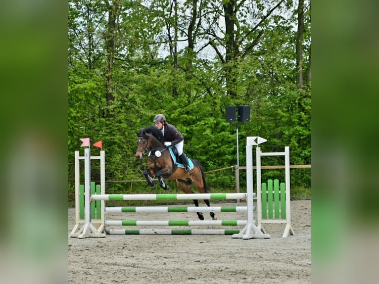 Poni alemán Caballo castrado 11 años 141 cm Castaño oscuro in Krautheim