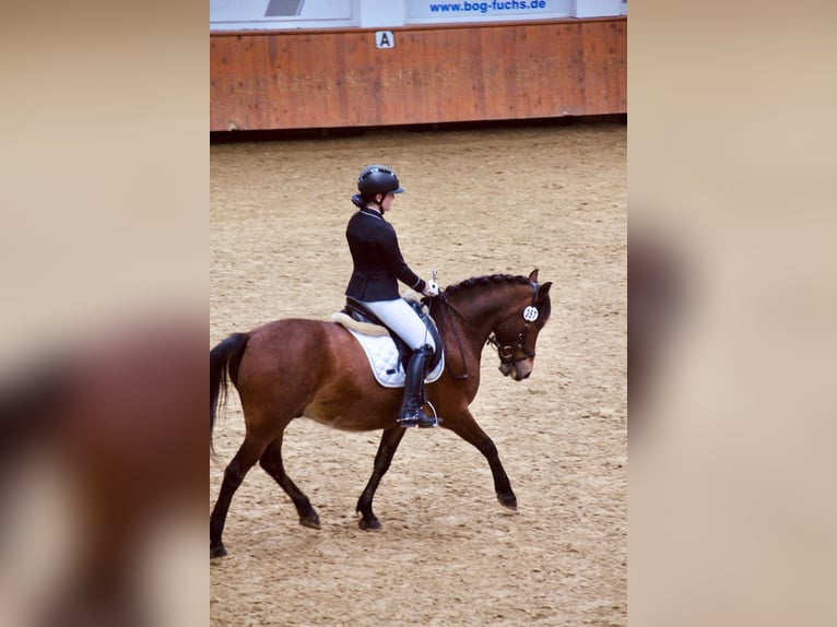 Poni alemán Caballo castrado 11 años 143 cm Castaño in Gevelsberg
