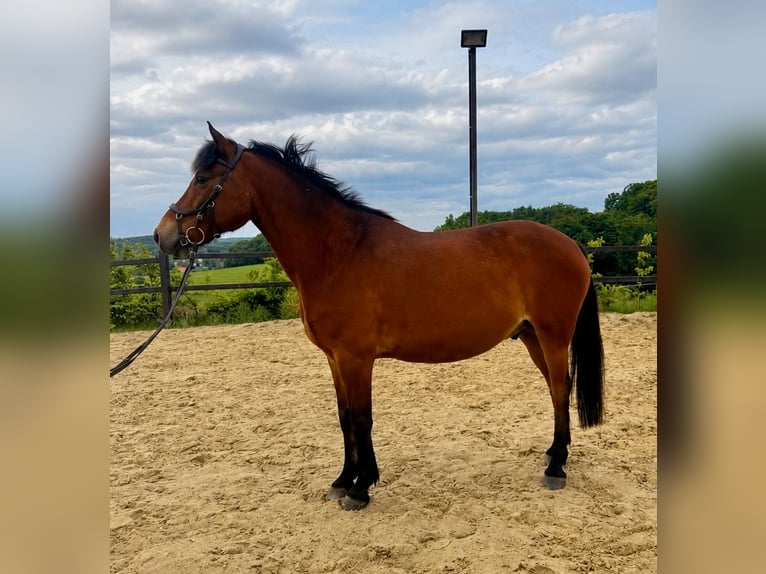 Poni alemán Caballo castrado 11 años 143 cm Castaño in Gevelsberg