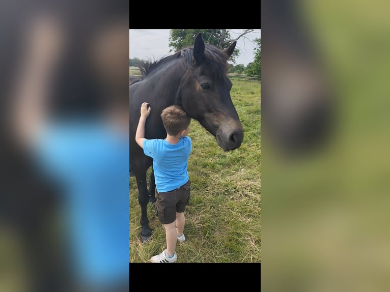 Poni alemán Caballo castrado 11 años 143 cm Castaño oscuro in Jeggau