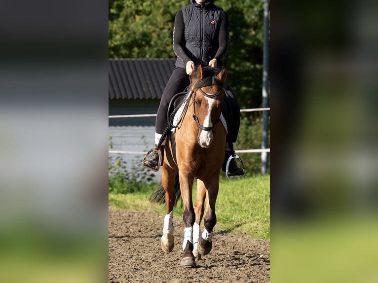 Poni alemán Caballo castrado 11 años 145 cm Bayo in Dobersdorf