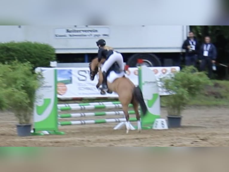 Poni alemán Caballo castrado 11 años 145 cm Bayo in Dobersdorf
