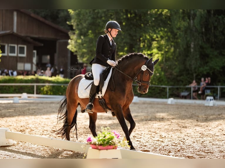 Poni alemán Caballo castrado 11 años 145 cm Castaño oscuro in Hilders