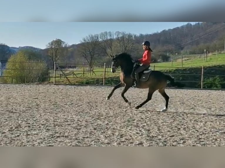 Poni alemán Caballo castrado 11 años 145 cm Castaño oscuro in Hilders