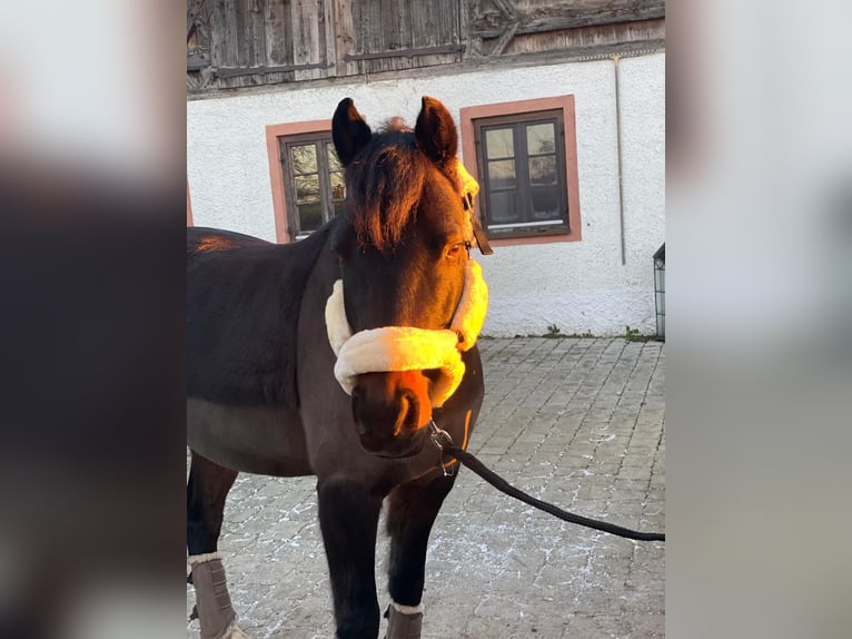 Poni alemán Caballo castrado 11 años 145 cm Morcillo in A&#xDF;ling