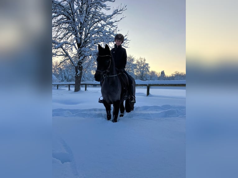 Poni alemán Caballo castrado 11 años 145 cm Morcillo in A&#xDF;ling