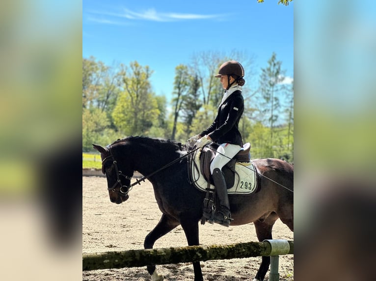 Poni alemán Caballo castrado 11 años 145 cm Morcillo in A&#xDF;ling