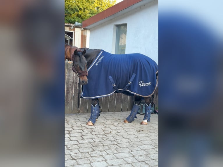 Poni alemán Caballo castrado 11 años 145 cm Morcillo in A&#xDF;ling