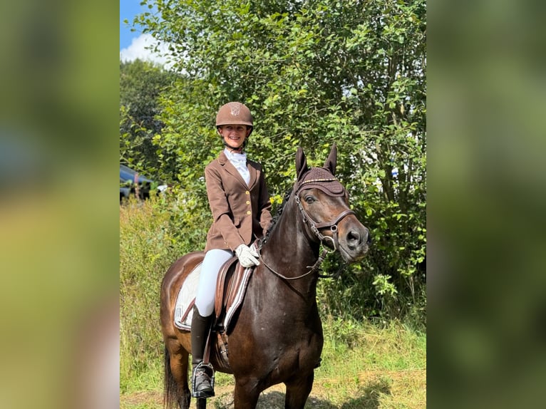 Poni alemán Caballo castrado 11 años 145 cm Morcillo in A&#xDF;ling