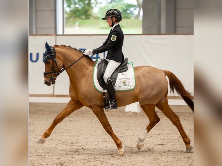 Poni alemán Caballo castrado 11 años 146 cm Alazán in Görlitz