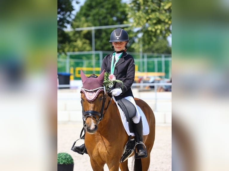 Poni alemán Caballo castrado 11 años 146 cm Alazán in Görlitz