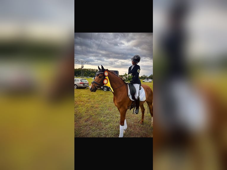 Poni alemán Caballo castrado 11 años 146 cm Alazán in Görlitz