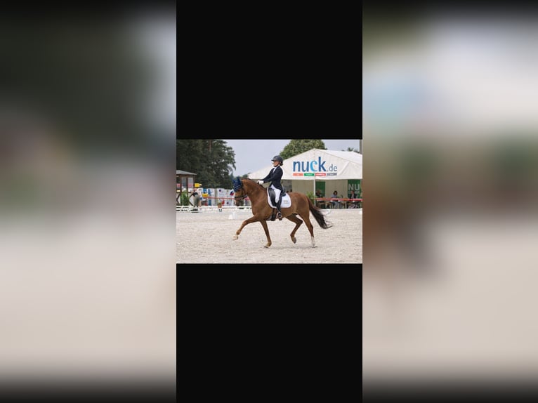Poni alemán Caballo castrado 11 años 146 cm Alazán in Görlitz