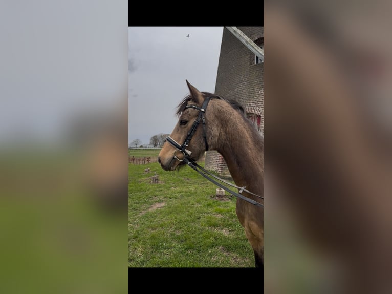 Poni alemán Caballo castrado 11 años 146 cm Bayo in Geilenkirchen