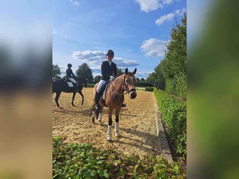 Poni alemán Caballo castrado 11 años 146 cm in Dorsten