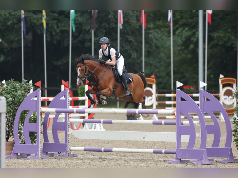 Poni alemán Caballo castrado 11 años 146 cm Castaño in Löningen