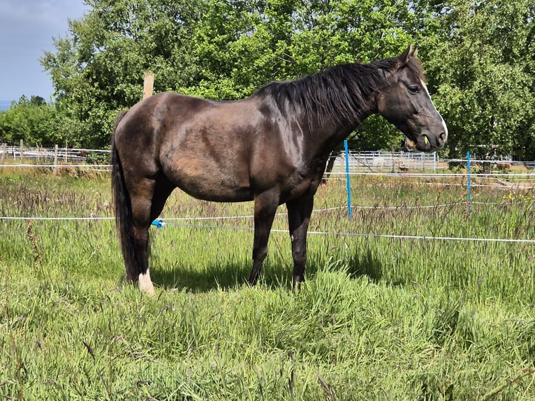 Poni alemán Caballo castrado 11 años 146 cm Negro in Hentern