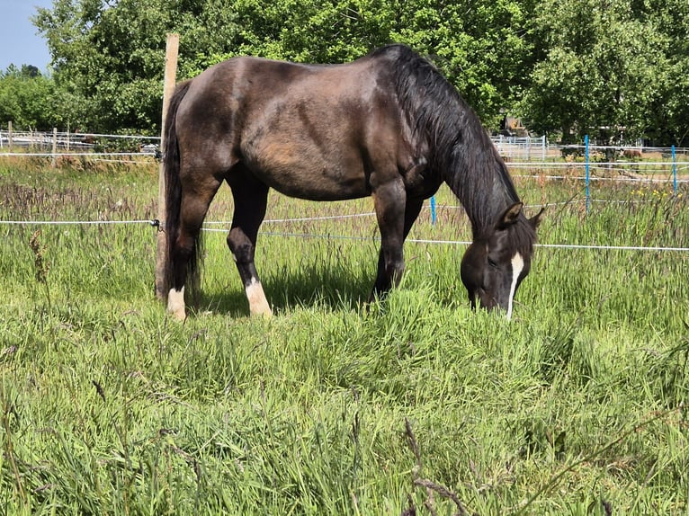 Poni alemán Caballo castrado 11 años 146 cm Negro in Hentern