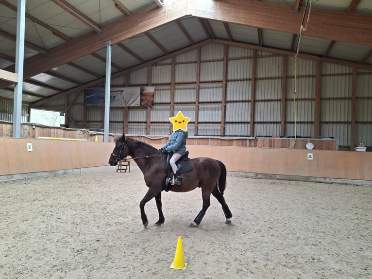 Poni alemán Caballo castrado 11 años 146 cm Negro in Hentern