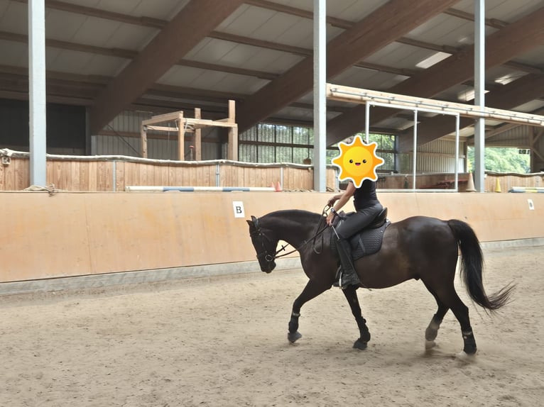Poni alemán Caballo castrado 11 años 146 cm Negro in Hentern