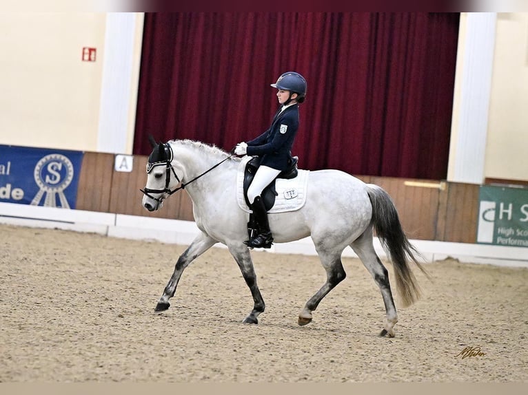 Poni alemán Caballo castrado 11 años 147 cm Tordo in Heeslingen