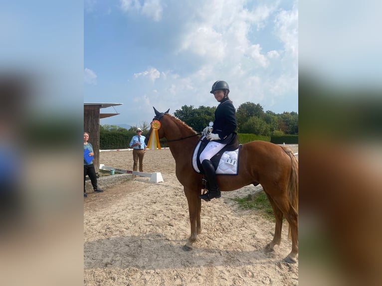 Poni alemán Caballo castrado 11 años 148 cm Alazán in Lauchringen