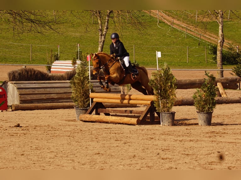 Poni alemán Caballo castrado 11 años 148 cm Alazán in Lauchringen