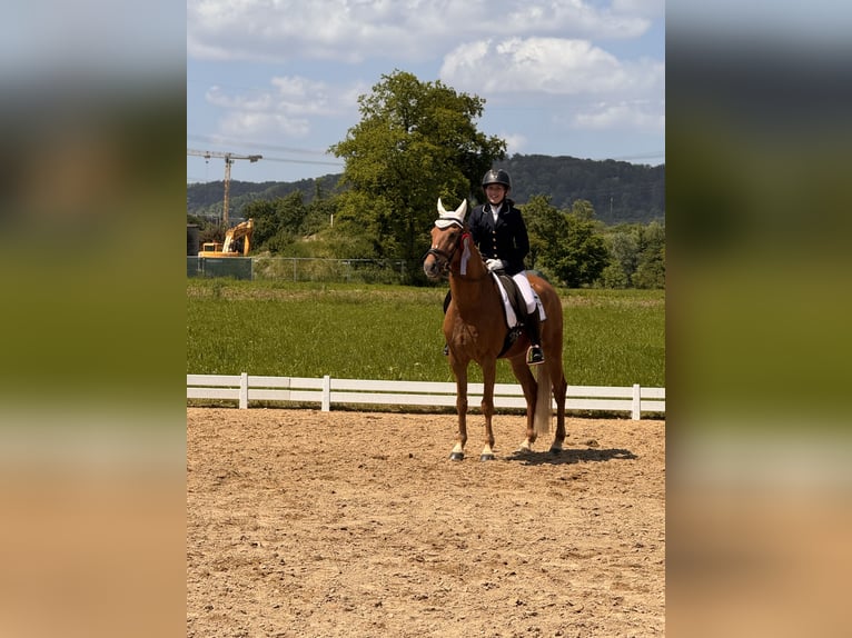 Poni alemán Caballo castrado 11 años 148 cm Alazán in Lauchringen