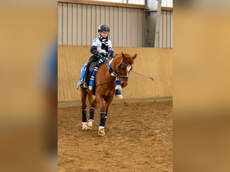 Poni alemán Caballo castrado 11 años 148 cm Alazán in Hamburg