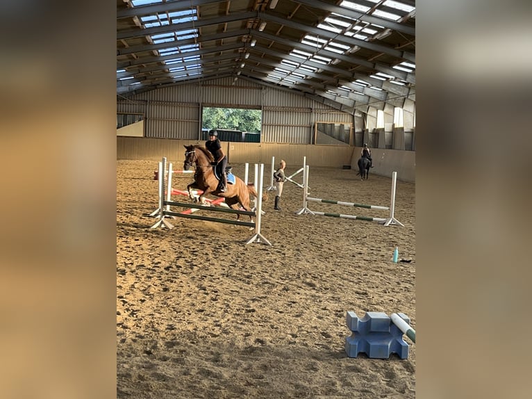 Poni alemán Caballo castrado 11 años 148 cm Alazán in Hamburg