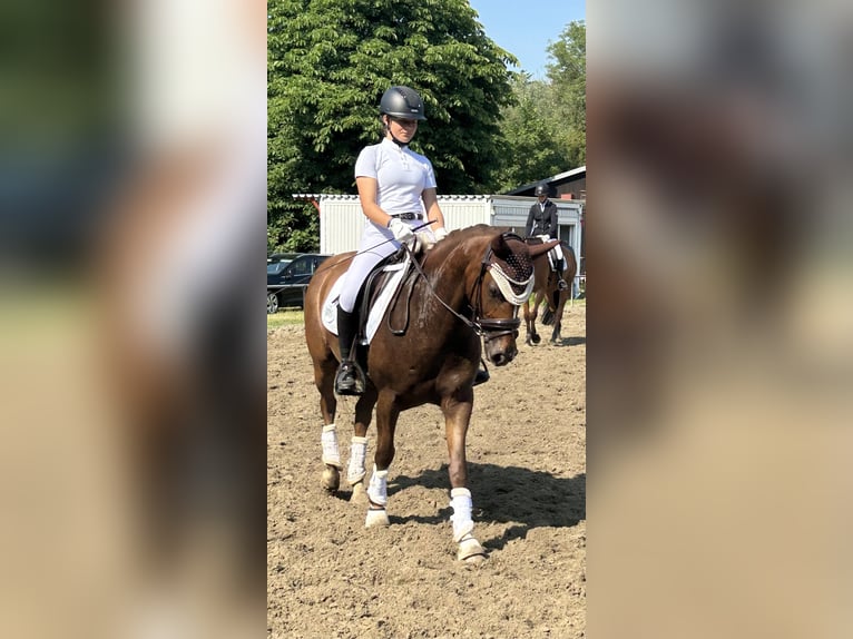 Poni alemán Caballo castrado 11 años 148 cm Alazán in Hamburg