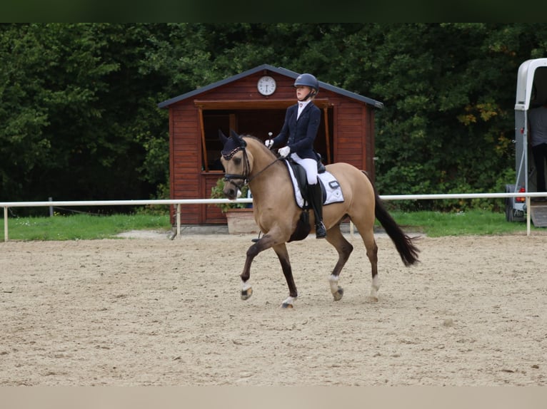 Poni alemán Caballo castrado 11 años 148 cm Bayo in Haltern am See
