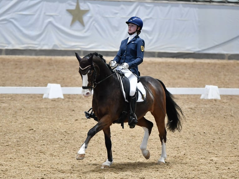 Poni alemán Caballo castrado 11 años 148 cm Castaño in Pforzheim
