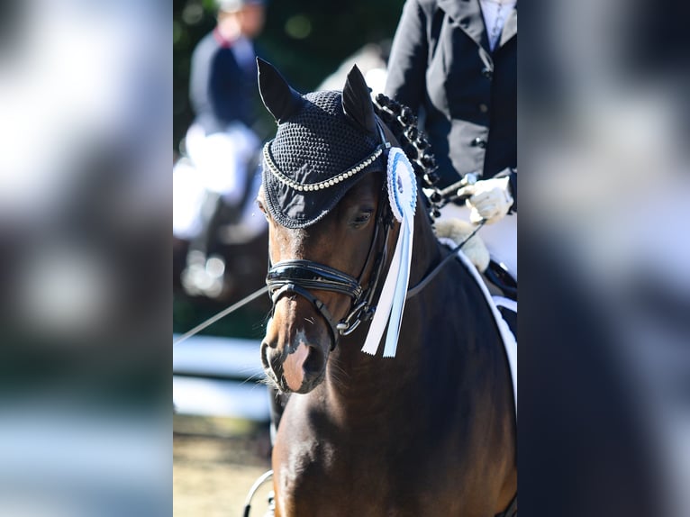 Poni alemán Caballo castrado 11 años 148 cm Castaño in Wolmersdorf